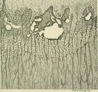 An illustration from Obstetrics : a text-book for the use of students and practitioners / by J. Whitridge Williams ... with eight coloured plates and six hundred and thirty illustrations in the text. (1903)