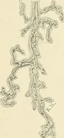 An illustration from Obstetrics : a text-book for the use of students and practitioners / by J. Whitridge Williams ... with eight coloured plates and six hundred and thirty illustrations in the text. (1903)