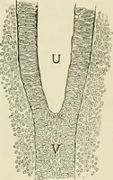 Picture 19 of 231 from Obstetrics : a text-book for the use of students and practitioners / by J. Whitridge Williams ... with eight coloured plates and six hundred and thirty illustrations in the text. (1903), leaf 59