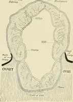 Picture 166 of 231 from Obstetrics : a text-book for the use of students and practitioners / by J. Whitridge Williams ... with eight coloured plates and six hundred and thirty illustrations in the text. (1903), leaf 591