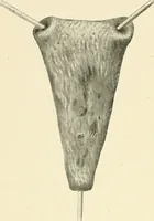 Picture 169 of 231 from Obstetrics : a text-book for the use of students and practitioners / by J. Whitridge Williams ... with eight coloured plates and six hundred and thirty illustrations in the text. (1903), leaf 600