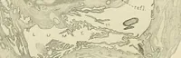 An illustration from Obstetrics : a text-book for the use of students and practitioners / by J. Whitridge Williams ... with eight coloured plates and six hundred and thirty illustrations in the text. (1903)