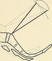 An illustration from Obstetrics : a text-book for the use of students and practitioners / by J. Whitridge Williams ... with eight coloured plates and six hundred and thirty illustrations in the text. (1903)