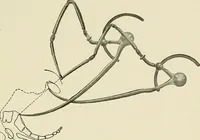 An illustration from Obstetrics : a text-book for the use of students and practitioners / by J. Whitridge Williams ... with eight coloured plates and six hundred and thirty illustrations in the text. (1903)