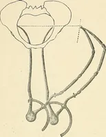 An illustration from Obstetrics : a text-book for the use of students and practitioners / by J. Whitridge Williams ... with eight coloured plates and six hundred and thirty illustrations in the text. (1903)