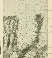 An illustration from Obstetrics : a text-book for the use of students and practitioners / by J. Whitridge Williams ... with eight coloured plates and six hundred and thirty illustrations in the text. (1903)