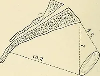 An illustration from Obstetrics : a text-book for the use of students and practitioners / by J. Whitridge Williams ... with eight coloured plates and six hundred and thirty illustrations in the text. (1903)