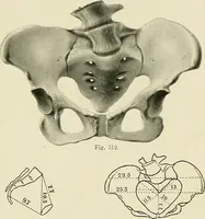 Picture 182 of 231 from Obstetrics : a text-book for the use of students and practitioners / by J. Whitridge Williams ... with eight coloured plates and six hundred and thirty illustrations in the text. (1903), leaf 659