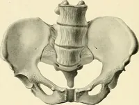 Picture 183 of 231 from Obstetrics : a text-book for the use of students and practitioners / by J. Whitridge Williams ... with eight coloured plates and six hundred and thirty illustrations in the text. (1903), leaf 660