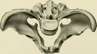 An illustration from Obstetrics : a text-book for the use of students and practitioners / by J. Whitridge Williams ... with eight coloured plates and six hundred and thirty illustrations in the text. (1903)
