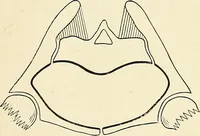 An illustration from Obstetrics : a text-book for the use of students and practitioners / by J. Whitridge Williams ... with eight coloured plates and six hundred and thirty illustrations in the text. (1903)