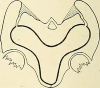 An illustration from Obstetrics : a text-book for the use of students and practitioners / by J. Whitridge Williams ... with eight coloured plates and six hundred and thirty illustrations in the text. (1903)
