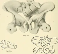 An illustration from Obstetrics : a text-book for the use of students and practitioners / by J. Whitridge Williams ... with eight coloured plates and six hundred and thirty illustrations in the text. (1903)