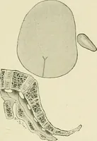 An illustration from Obstetrics : a text-book for the use of students and practitioners / by J. Whitridge Williams ... with eight coloured plates and six hundred and thirty illustrations in the text. (1903)