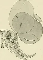 An illustration from Obstetrics : a text-book for the use of students and practitioners / by J. Whitridge Williams ... with eight coloured plates and six hundred and thirty illustrations in the text. (1903)