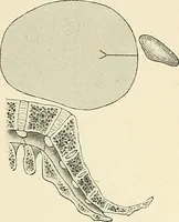 An illustration from Obstetrics : a text-book for the use of students and practitioners / by J. Whitridge Williams ... with eight coloured plates and six hundred and thirty illustrations in the text. (1903)