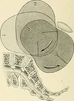 An illustration from Obstetrics : a text-book for the use of students and practitioners / by J. Whitridge Williams ... with eight coloured plates and six hundred and thirty illustrations in the text. (1903)