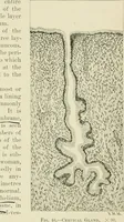An illustration from Obstetrics : a text-book for the use of students and practitioners / by J. Whitridge Williams ... with eight coloured plates and six hundred and thirty illustrations in the text. (1903)