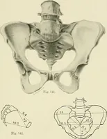 Picture 197 of 231 from Obstetrics : a text-book for the use of students and practitioners / by J. Whitridge Williams ... with eight coloured plates and six hundred and thirty illustrations in the text. (1903), leaf 693