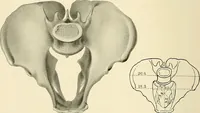 An illustration from Obstetrics : a text-book for the use of students and practitioners / by J. Whitridge Williams ... with eight coloured plates and six hundred and thirty illustrations in the text. (1903)