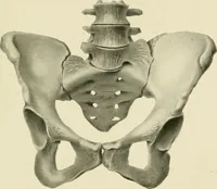 Picture 205 of 231 from Obstetrics : a text-book for the use of students and practitioners / by J. Whitridge Williams ... with eight coloured plates and six hundred and thirty illustrations in the text. (1903), leaf 705