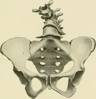 Picture 207 of 231 from Obstetrics : a text-book for the use of students and practitioners / by J. Whitridge Williams ... with eight coloured plates and six hundred and thirty illustrations in the text. (1903), leaf 709
