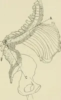 An illustration from Obstetrics : a text-book for the use of students and practitioners / by J. Whitridge Williams ... with eight coloured plates and six hundred and thirty illustrations in the text. (1903)