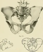 An illustration from Obstetrics : a text-book for the use of students and practitioners / by J. Whitridge Williams ... with eight coloured plates and six hundred and thirty illustrations in the text. (1903)