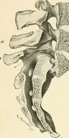 An illustration from Obstetrics : a text-book for the use of students and practitioners / by J. Whitridge Williams ... with eight coloured plates and six hundred and thirty illustrations in the text. (1903)