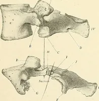 An illustration from Obstetrics : a text-book for the use of students and practitioners / by J. Whitridge Williams ... with eight coloured plates and six hundred and thirty illustrations in the text. (1903)