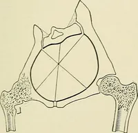 An illustration from Obstetrics : a text-book for the use of students and practitioners / by J. Whitridge Williams ... with eight coloured plates and six hundred and thirty illustrations in the text. (1903)