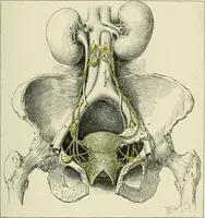 Picture 24 of 231 from Obstetrics : a text-book for the use of students and practitioners / by J. Whitridge Williams ... with eight coloured plates and six hundred and thirty illustrations in the text. (1903), leaf 77