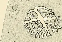 Picture 26 of 231 from Obstetrics : a text-book for the use of students and practitioners / by J. Whitridge Williams ... with eight coloured plates and six hundred and thirty illustrations in the text. (1903), leaf 82