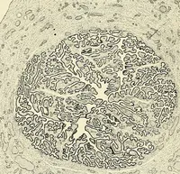 An illustration from Obstetrics : a text-book for the use of students and practitioners / by J. Whitridge Williams ... with eight coloured plates and six hundred and thirty illustrations in the text. (1903)