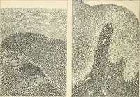 An illustration from Obstetrics : a text-book for the use of students and practitioners / by J. Whitridge Williams ... with eight coloured plates and six hundred and thirty illustrations in the text. (1903)