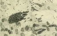 An illustration from Obstetrics : a text-book for the use of students and practitioners / by J. Whitridge Williams ... with eight coloured plates and six hundred and thirty illustrations in the text. (1903)