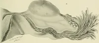 Picture 27 of 231 from Obstetrics : a text-book for the use of students and practitioners / by J. Whitridge Williams ... with eight coloured plates and six hundred and thirty illustrations in the text. (1903), leaf 83