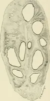 An illustration from Obstetrics : a text-book for the use of students and practitioners / by J. Whitridge Williams ... with eight coloured plates and six hundred and thirty illustrations in the text. (1903)