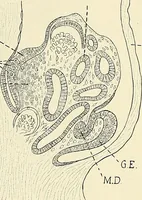 An illustration from Obstetrics : a text-book for the use of students and practitioners / by J. Whitridge Williams ... with eight coloured plates and six hundred and thirty illustrations in the text. (1903)