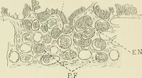 Picture 30 of 231 from Obstetrics : a text-book for the use of students and practitioners / by J. Whitridge Williams ... with eight coloured plates and six hundred and thirty illustrations in the text. (1903), leaf 89