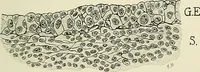 An illustration from Obstetrics : a text-book for the use of students and practitioners / by J. Whitridge Williams ... with eight coloured plates and six hundred and thirty illustrations in the text. (1903)
