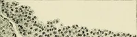 An illustration from Obstetrics : a text-book for the use of students and practitioners / by J. Whitridge Williams ... with eight coloured plates and six hundred and thirty illustrations in the text. (1903)