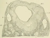 Picture 34 of 231 from Obstetrics : a text-book for the use of students and practitioners / by J. Whitridge Williams ... with eight coloured plates and six hundred and thirty illustrations in the text. (1903), leaf 97