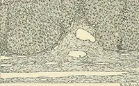 An illustration from Obstetrics : a text-book for the use of students and practitioners / by J. Whitridge Williams ... with eight coloured plates and six hundred and thirty illustrations in the text. (1903)