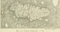 Picture 35 of 231 from Obstetrics : a text-book for the use of students and practitioners / by J. Whitridge Williams ... with eight coloured plates and six hundred and thirty illustrations in the text. (1903), leaf 99
