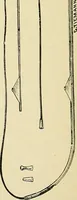 An illustration from A practical treatise on genito-urinary and venereal diseases and syphilis / By Robert W. Taylor. (1904)