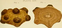 Picture 30 of 58 from A practical treatise on genito-urinary and venereal diseases and syphilis / By Robert W. Taylor. (1904), leaf 403
