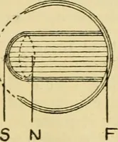 Picture 296 of 351 from A manual of physiology : with practical exercises / by G. N. Stewart ; with coloured plate and 467 other illustrations. (1914), leaf 1002