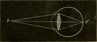 An illustration from A manual of physiology : with practical exercises / by G. N. Stewart ; with coloured plate and 467 other illustrations. (1914)