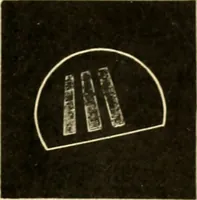 Picture 314 of 351 from A manual of physiology : with practical exercises / by G. N. Stewart ; with coloured plate and 467 other illustrations. (1914), leaf 1031